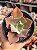 Echeveria cielpur - Imagem 1