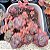 Echeveria dragon queen (sem raiz) - Imagem 2