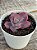 Echeveria dragon queen (sem raiz) - Imagem 4