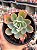 Echeveria lady aquarius - Imagem 1