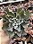 Echeveria lady aquarius - Imagem 1