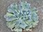 Echeveria lady aquarius - Imagem 2