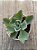 Echeveria lady aquarius - Imagem 4