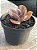 Echeveria decora hibrida - Imagem 2