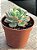 Echeveria lion ( hibrida de raindrops) Exclusiva jardim da mari (sem raiz) - Imagem 2