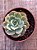 Echeveria lion ( hibrida de raindrops) Exclusiva jardim da mari (sem raiz) - Imagem 3