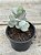 Adromischus hemisphaericus - Imagem 2