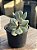 Adromischus hemisphaericus - Imagem 2
