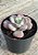 Echeveria oteroi x lauii - Imagem 3