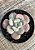 Echeveria oteroi x lauii - Imagem 2