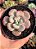 Echeveria oteroi x lauii - Imagem 1