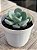 Echeveria oteroi x lauii - Imagem 2