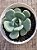 Echeveria oteroi x lauii - Imagem 3