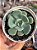 Echeveria oteroi x lauii - Imagem 1