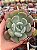 Echeveria oteroi x lauii - Imagem 1