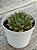 Echeveria victor - Imagem 2
