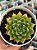 Echeveria victor - Imagem 1