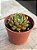 Echeveria victor - Imagem 2