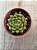 Echeveria victor - Imagem 3