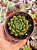 Echeveria victor - Imagem 1