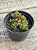 Crassula cv David - Imagem 3