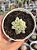 Haworthia cooperi var. pilifera silver swirl variegata - Imagem 1