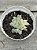 Haworthia cooperi var. pilifera silver swirl variegata - Imagem 1
