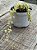 Dirschidia ruscifolia variegata - Imagem 3