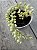 Dirschidia ruscifolia variegata - Imagem 2