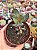 Adromischus maculatus strawberry cake - Imagem 1