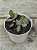 Adromischus maculatus strawberry cake - Imagem 2