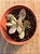 Adromischus maculatus strawberry cake - Imagem 3