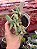 Crassula falcata minor - Imagem 1