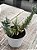 Crassula falcata minor - Imagem 2