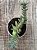 Crassula falcata minor - Imagem 3