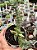 Crassula falcata minor - Imagem 1