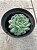 Echeveria hyalina - Imagem 2