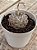 Echeveria hyalina - Imagem 2