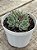 Echeveria little dwarf - Imagem 2