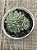 Echeveria little dwarf - Imagem 3