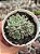 Echeveria little dwarf - Imagem 1
