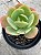 Echeveria peach pride - Imagem 2