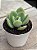 Echeveria peach pride - Imagem 2