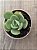 Echeveria peach pride - Imagem 3