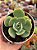 Echeveria peach pride - Imagem 1
