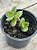 Crassula lactea - Imagem 2