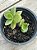 Crassula lactea - Imagem 1