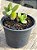 Crassula lactea - Imagem 2