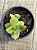 Crassula lactea - Imagem 3