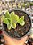 Crassula lactea - Imagem 1